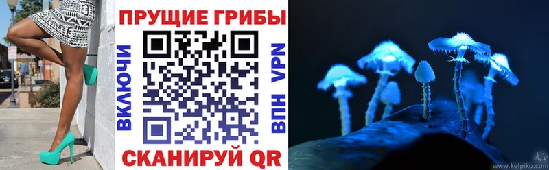 Купить где  Светлогорск  Галлюциногенные грибы Cubensis 